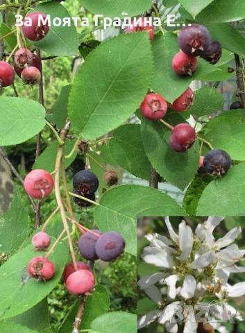 Амеланхиер разсад , снимка 4 - Разсади - 52529838