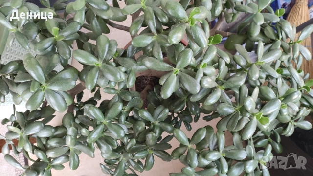 Дърво на живота, 75 см, снимка 11 - Стайни растения - 51717939