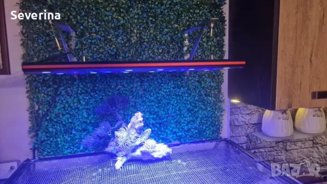 Соленоводен аквариум , снимка 2 - Аквариуми - 48213915