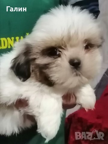 Ши цу,Ши тсу,шицу,шитсу, снимка 2 - Ши Тцу - 30699484