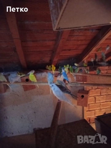 Папагали вълнисти , снимка 4 - Папагали - 51624171