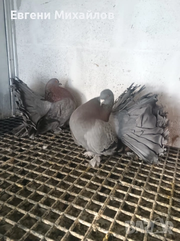 Фенерлии , снимка 9 - Гълъби - 53045490