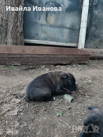 Малки белгийски овчарки , снимка 3 - Белгийска овчарка - 53011130