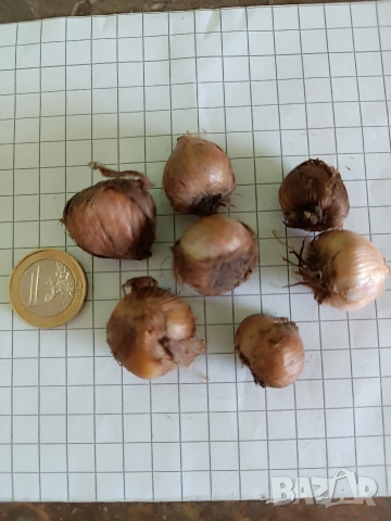 Оксалис Iron Cross , снимка 5 - Сортови семена и луковици - 53475229