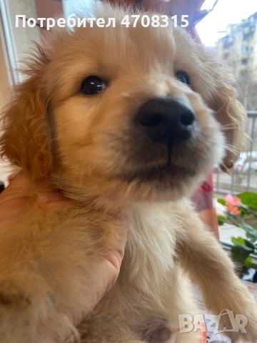 Голдън ретривър момче родословен баща