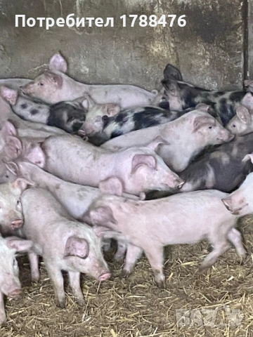 продавам домашни прасета, снимка 4 - Прасета - 53292753