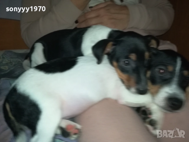 ДЖАК РЪСЕЛ-ЛЯВОТО ОТ СНИМКИТЕ 3110250739, снимка 10 - Джак ръсел териер - 52242197