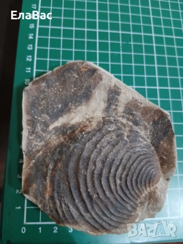 Вкаменелост /фосил/ мида