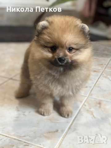 Померан , снимка 2 - Померан - 52597695