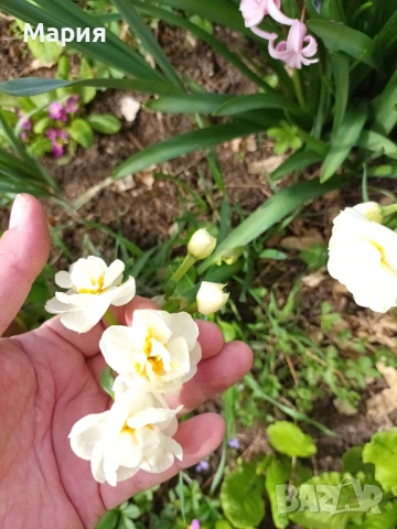 Предлагам 5 сорта много едри нарциси, снимка 5 - Сортови семена и луковици - 51213645