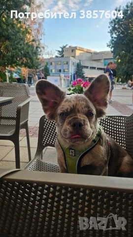 Френски Булдог Лилак Мерле фул визуално флъфи, снимка 1