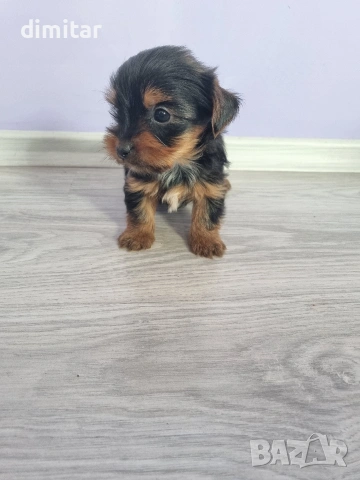 Йоркшир териер , снимка 3 - Йоркширски териер - 53053770