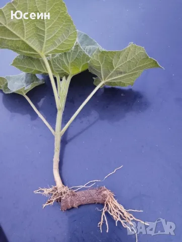 Резници от пауловния , снимка 2 - Градински цветя и растения - 39511855