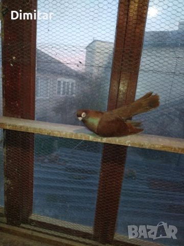 Работеща двойка, снимка 7 - Гълъби - 52793754