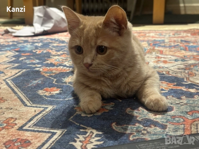 Британски Коте British, снимка 3 - Британска късокосместа - 53014697