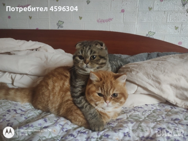 Британски котенца , снимка 4 - Британска късокосместа - 52506056