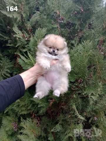 Женски Померани. Реални снимки от 07.12.25 г. , снимка 7 - Померан - 52556595