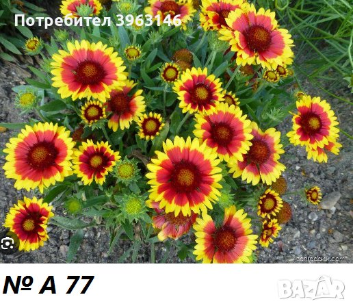 Многогодишни Градински Цветя, снимка 15 - Градински цветя и растения - 43971334