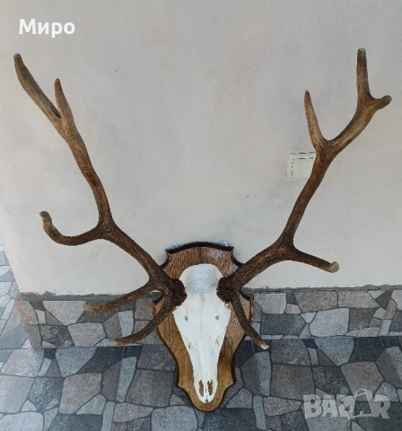 Трофей от благороден елен.Рога, снимка 1