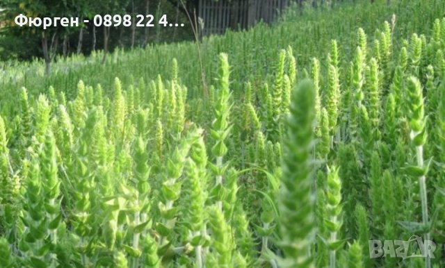 Мурсалски чай  , снимка 3 - Разсади - 40040456