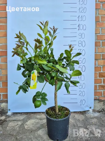 ЛИМОН ЛУНАРИО - 4 сезона, снимка 2 - Стайни растения - 50250754