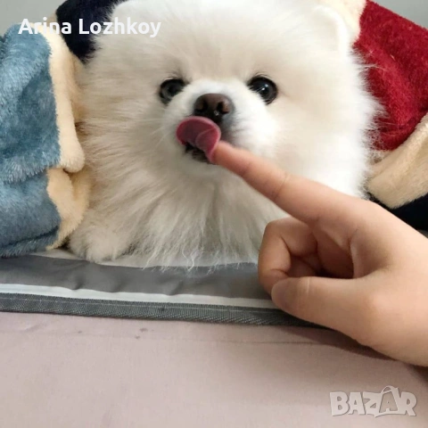 Очарователни кученца Померан, снимка 2 - Померан - 53557488