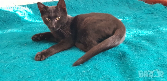 Коте, котка мъжка, снимка 2 - Други - 51740484