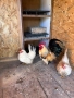  Кокошки Шабо , снимка 2
