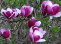 Magnolia Cameo(Магнолоя Камео)