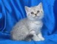 Британски късокосмести котата, снимка 9