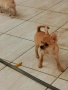 чихуахуа, снимка 5