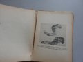 Суровата растителна храна. Нейното лечебно и здравословно действие, 1943 г., снимка 5