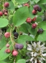 Амеланхиер разсад , снимка 4