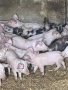 продавам домашни прасета, снимка 4