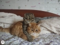 Британски котенца , снимка 4