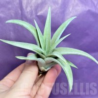 Tillandsia capitata, снимка 2 - Стайни растения - 43942051