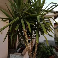 15г палма Юка височина 2. 80 м, снимка 2 - Градински цветя и растения - 38399716