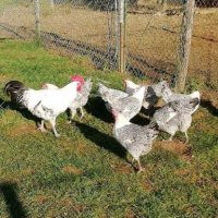 Сребърно Брезе-разплодни яйца, снимка 8 - Кокошки и пуйки - 27645537