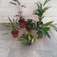 Комплект от 6 растения, снимка 1 - Стайни растения - 43761039