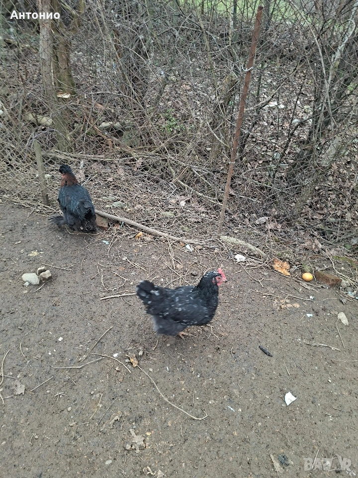 кокошки и петлета , снимка 1