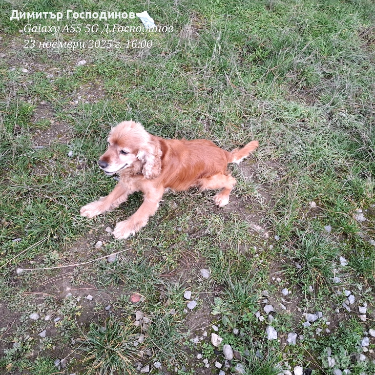 Мъжки кокер за разплод Стара Загора , снимка 1