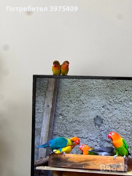 Папагали Неразделки, снимка 1