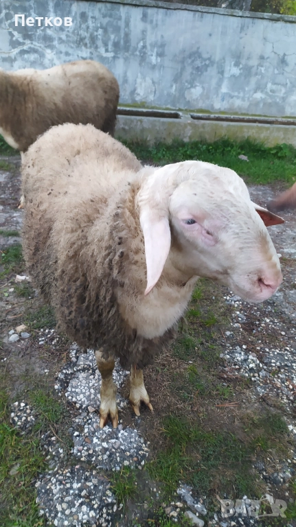 Коч  Асаф , снимка 1