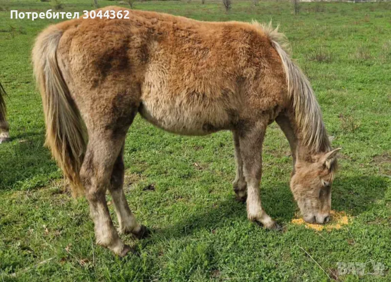 Мъжко конче , снимка 1