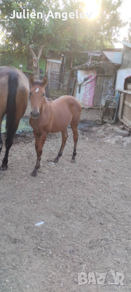 Селско стопански, снимка 1