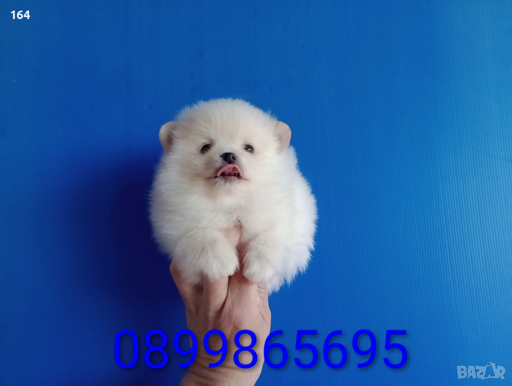 Мъжки Померан. Реални снимки от 12.01.26 г. Померани , снимка 1