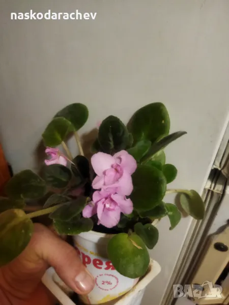 Теменужка, теменужки, сенполия розова, розов цвят , снимка 1