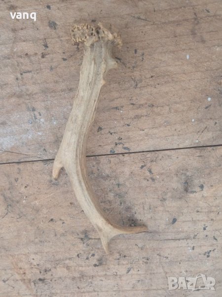 Рога от сръндак, снимка 1