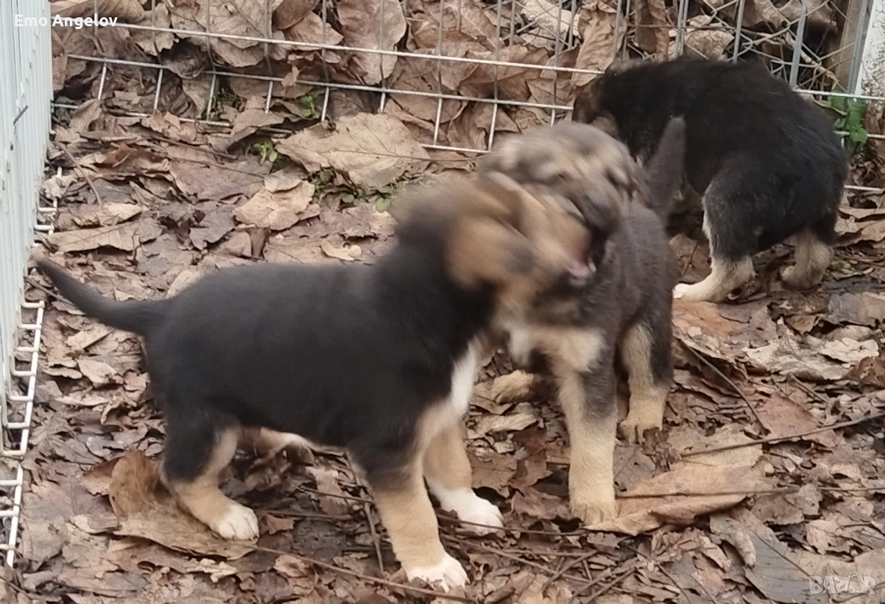 подарявам малки кученца, снимка 1
