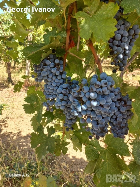 Продавам грозде Каберне Совиньон, снимка 1